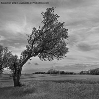 Buy canvas prints of Crooked Tree in the Mostviertel Region of Austria in Black and W by Dietmar Rauscher