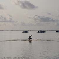 Buy canvas prints of Man collecting sea urchins in a lagoon in Mauritius by Dietmar Rauscher