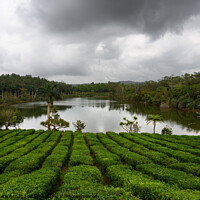 Buy canvas prints of Tea Plantation in Bois Cheri Mauritius by Dietmar Rauscher