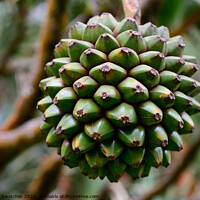 Buy canvas prints of Common Screwpine Fruit in Mauritius by Dietmar Rauscher