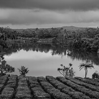 Buy canvas prints of Tea Plantation in Bois Cheri Mauritius Black and White by Dietmar Rauscher