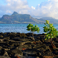 Buy canvas prints of Coast of Mauritius near Mahebourg by Dietmar Rauscher