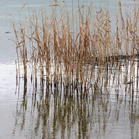 Buy canvas prints of Common Reed on Lake Weissensee, Carinthia by Dietmar Rauscher