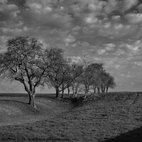 Buy canvas prints of Monochrome Spring Landscape with Bare Trees in the Mostviertel,  by Dietmar Rauscher