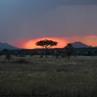 Buy canvas prints of Sunset in the Serengeti with Tree Silhouette by Dietmar Rauscher