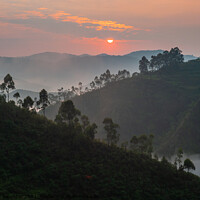 Buy canvas prints of Sunrise in Bwindi Impenetrable Forest, Uganda by Dietmar Rauscher
