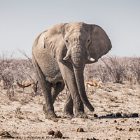 Buy canvas prints of Elephant Bull Standing in Etosha National Park by Dietmar Rauscher