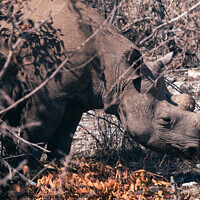 Buy canvas prints of Dehorned Rhino in the Dry Bush in Etosha NP by Dietmar Rauscher