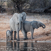 Buy canvas prints of Elephant Family on the Okavango River in Bwabwata National Park, by Dietmar Rauscher