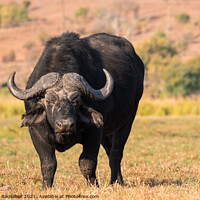 Buy canvas prints of Cape Buffalo in Chobe National Park, Botswana by Dietmar Rauscher