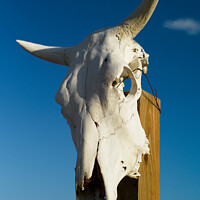 Buy canvas prints of White Texan Cattle Skull with Horns  by Dietmar Rauscher