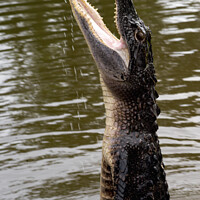 Buy canvas prints of Alligator Jumps Out of the Water by Dietmar Rauscher