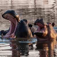 Buy canvas prints of Two Hippos with Open Mouths by Dietmar Rauscher