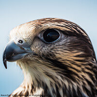 Buy canvas prints of Common Buzzard Head Close-Up by Dietmar Rauscher