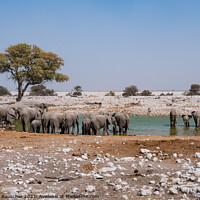 Buy canvas prints of Elephant Herd at Waterhole, Etosha NP by Dietmar Rauscher