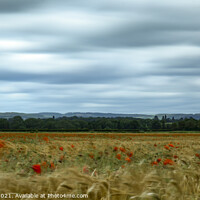 Buy canvas prints of Swaying Poppies in Barley field  by Amanda Dean
