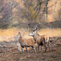 Buy canvas prints of Stag keeping a watchful eye by Amanda Dean