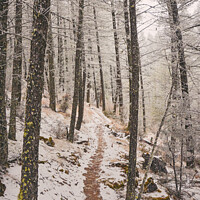 Buy canvas prints of Winter Hiking Trekking trail in winter by Shawna and Damien Richard