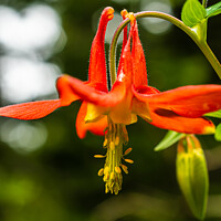 Buy canvas prints of Red Columbine Aquilegia Canademsis by Shawna and Damien Richard