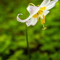 Buy canvas prints of Oregon Fawn Lilly by Shawna and Damien Richard