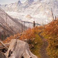 Buy canvas prints of The Floe Lake Trail in Fall by Shawna and Damien Richard