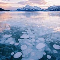 Buy canvas prints of Methane Bubbles frozen in Abraham Lake, Clearwater County, Alber by Shawna and Damien Richard