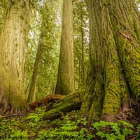 Buy canvas prints of Giant Trees in Old Growth Forest, Nelson, British Columbia  by Shawna and Damien Richard