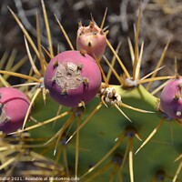Buy canvas prints of Opuntia, prickly pear by Paulina Sator