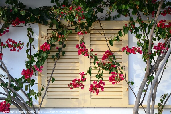 Yellow shutter and pink flowers Picture Board by Paulina Sator