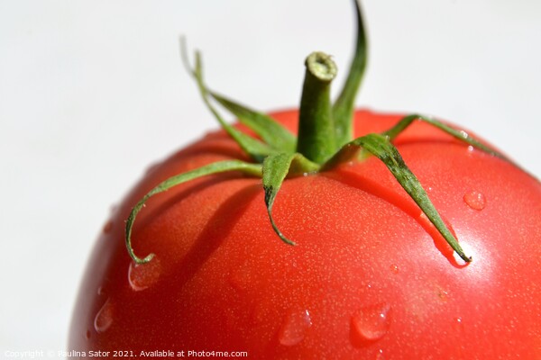 Tomato with water drops Picture Board by Paulina Sator