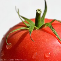 Buy canvas prints of Tomato with water drops by Paulina Sator