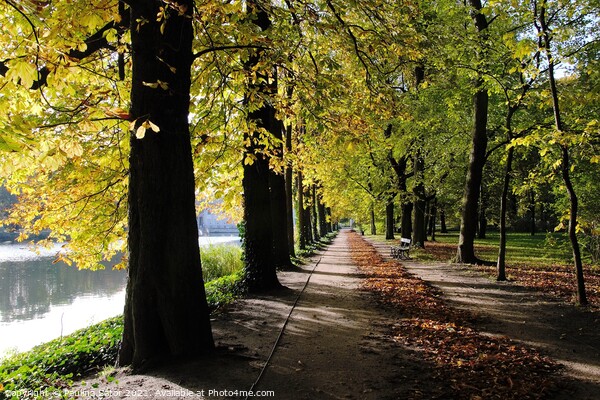Autumn. Avenue of chestnuts trees Picture Board by Paulina Sator