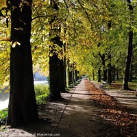 Buy canvas prints of Autumn. Avenue of chestnuts trees by Paulina Sator