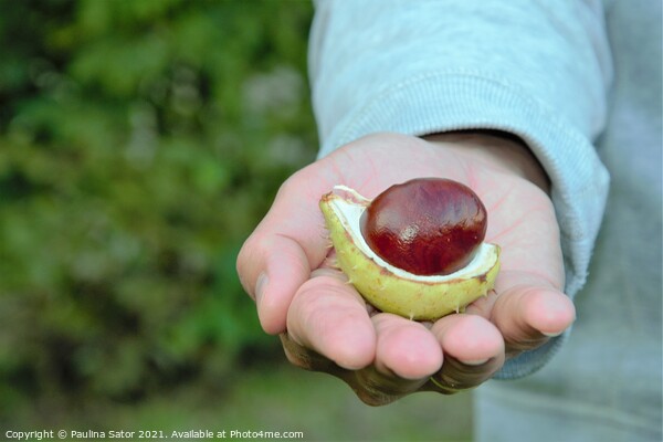 Man's hand holding a chestnut Picture Board by Paulina Sator