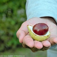 Buy canvas prints of Man's hand holding a chestnut by Paulina Sator
