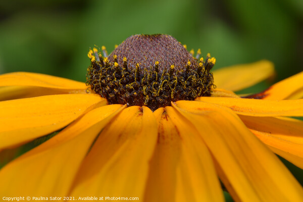 Closeup view of Rudbeckia flower Picture Board by Paulina Sator