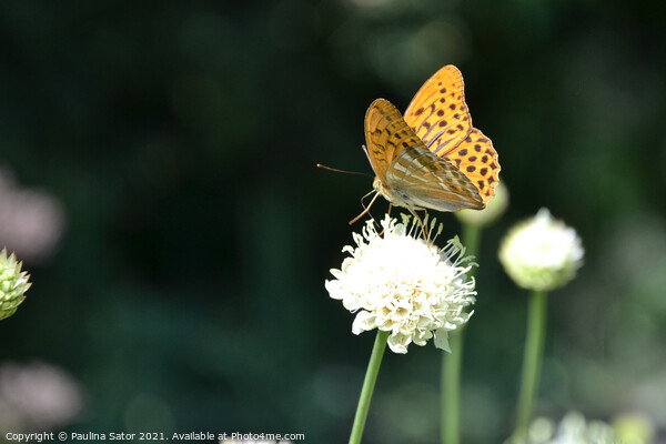 The silver-washed fritillary butterfly Picture Board by Paulina Sator