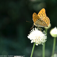 Buy canvas prints of The silver-washed fritillary butterfly by Paulina Sator