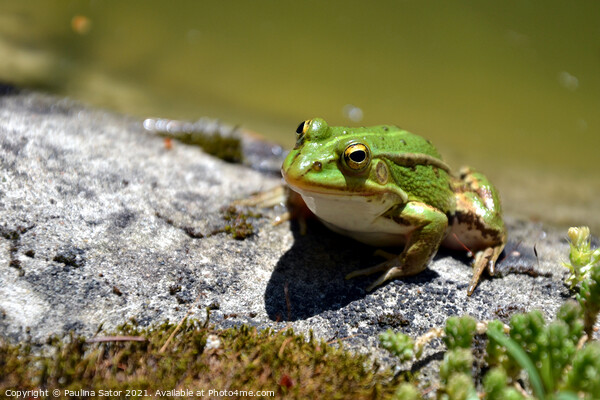 Cute green frog on the shore of a pond Picture Board by Paulina Sator