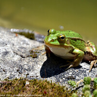 Buy canvas prints of Cute green frog on the shore of a pond by Paulina Sator