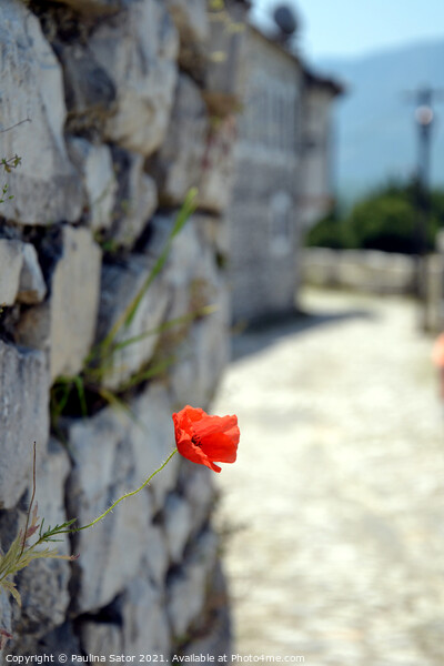 Red poppy flower on the castle rock   Picture Board by Paulina Sator