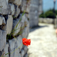 Buy canvas prints of Red poppy flower on the castle rock   by Paulina Sator