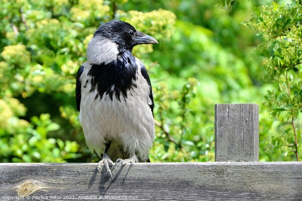 The hooded crow sitting on a wooden fence Picture Board by Paulina Sator