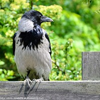 Buy canvas prints of The hooded crow sitting on a wooden fence by Paulina Sator