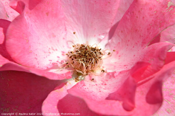 Looking inside the delicate pink rose Picture Board by Paulina Sator
