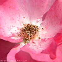Buy canvas prints of Looking inside the delicate pink rose by Paulina Sator