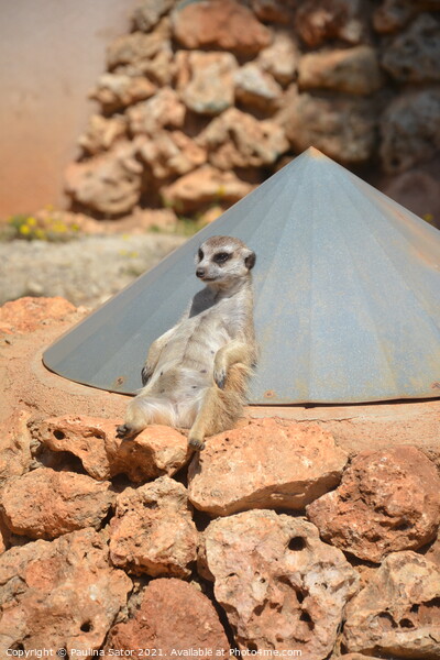 Cute lazy Suricate. Relax time Picture Board by Paulina Sator