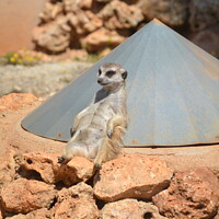 Buy canvas prints of Cute lazy Suricate. Relax time by Paulina Sator