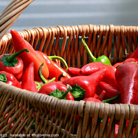 Buy canvas prints of Spicy red peppers in a wicker basket by Paulina Sator