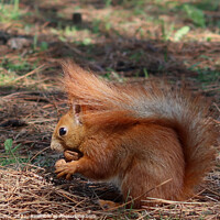 Buy canvas prints of Weedy red squirrel by Paulina Sator